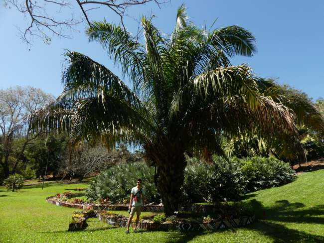 Riesengroße Palme