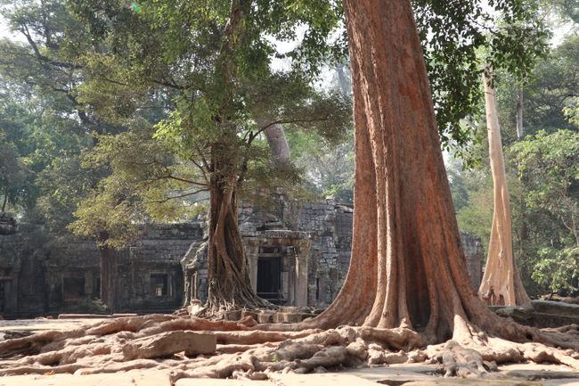 Trees in Ta Phrom.