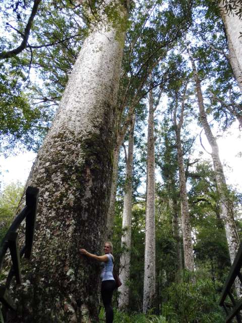 Kauri is a tree species that can grow very tall