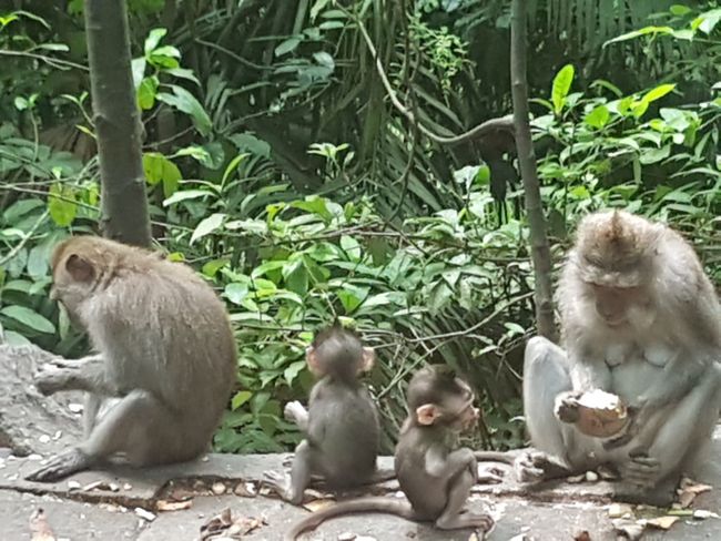Affenpark in Ubud