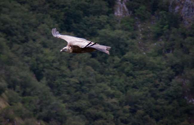 Griffon Vulture, Uvac Reserve, Serbia