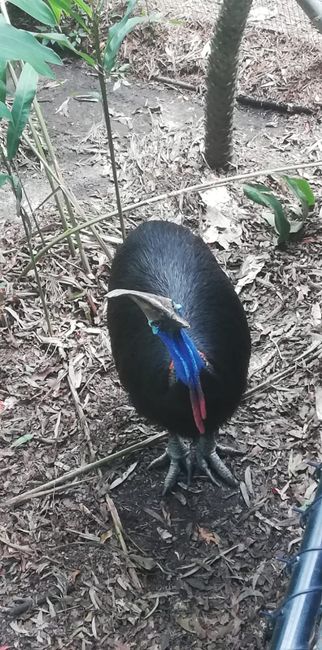 Cassowary at Rockhampton Zoo (likely to become extinct soon)