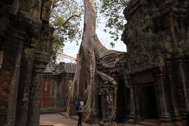 Vanessa in front of a tree in Ta Phrom.