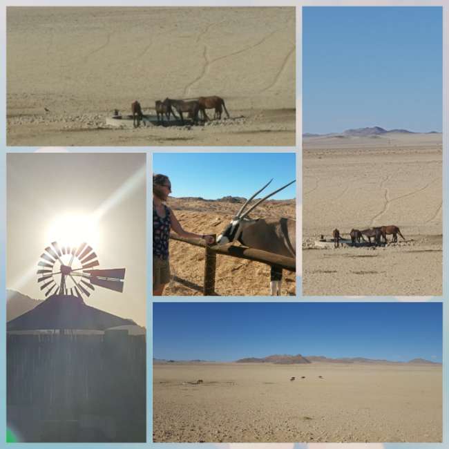 Namibia-viel Leere und doch ein paar Tiere