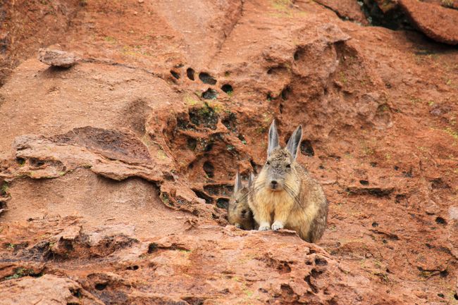 Viscacha mother with young