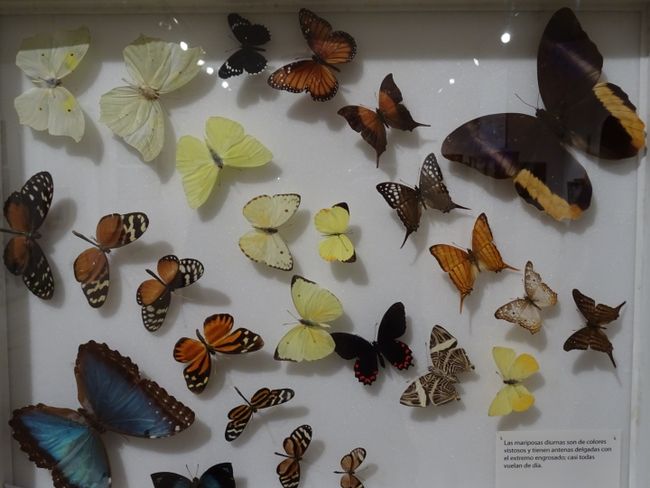 Insektensammlung