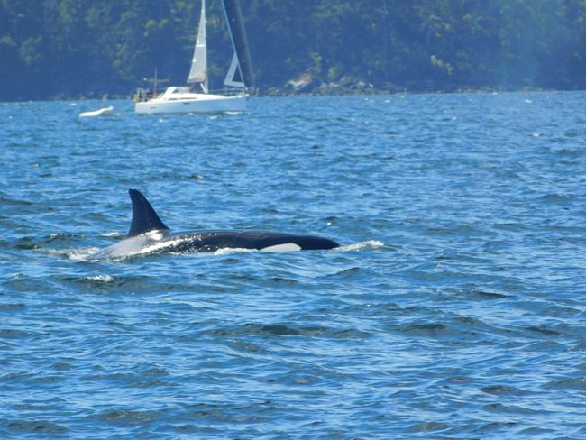 Whale Kureba Vancouver