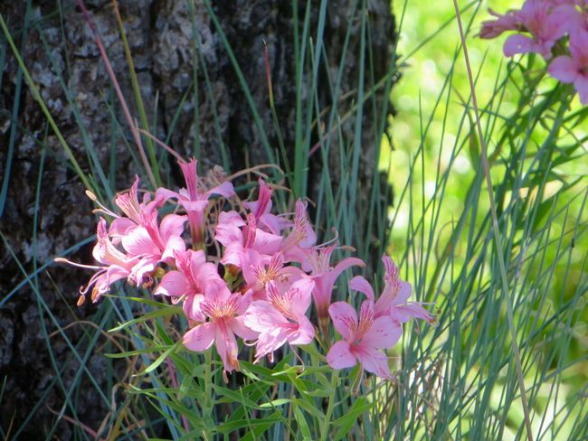 5 Tage-Tour im Parque "Altos de Lircay"