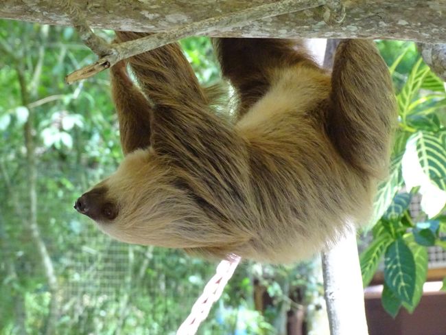 'High school' of sloths - almost ready for release