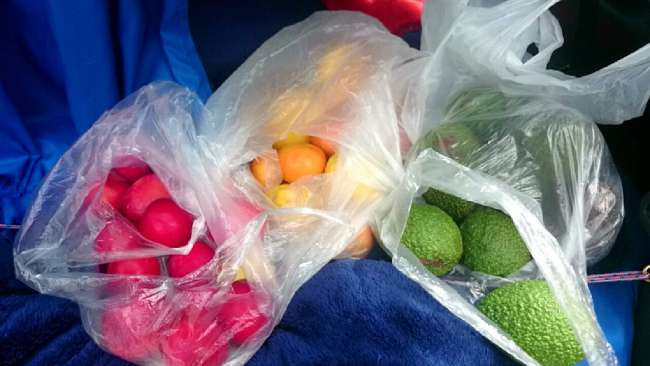 Harvest from the garden in New Plymouth (plums, oranges, lemons, avocados)