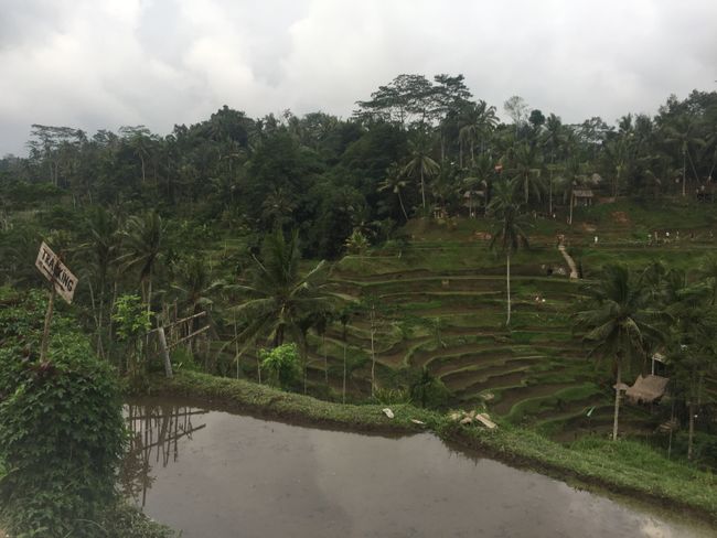 Schildkröten, rice terraces and many new experiences