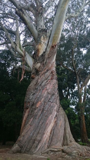 Botanischer Garten: Eukalyptus-Riese 