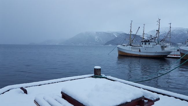 挪威第 1 部分：雪橇犬和北極光