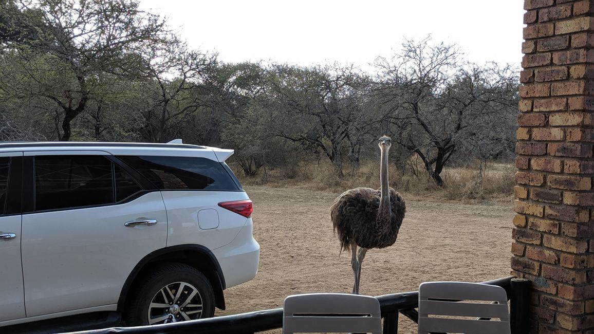 Day 16: Rest day in Marloth Park with 'Pumba' & Co
