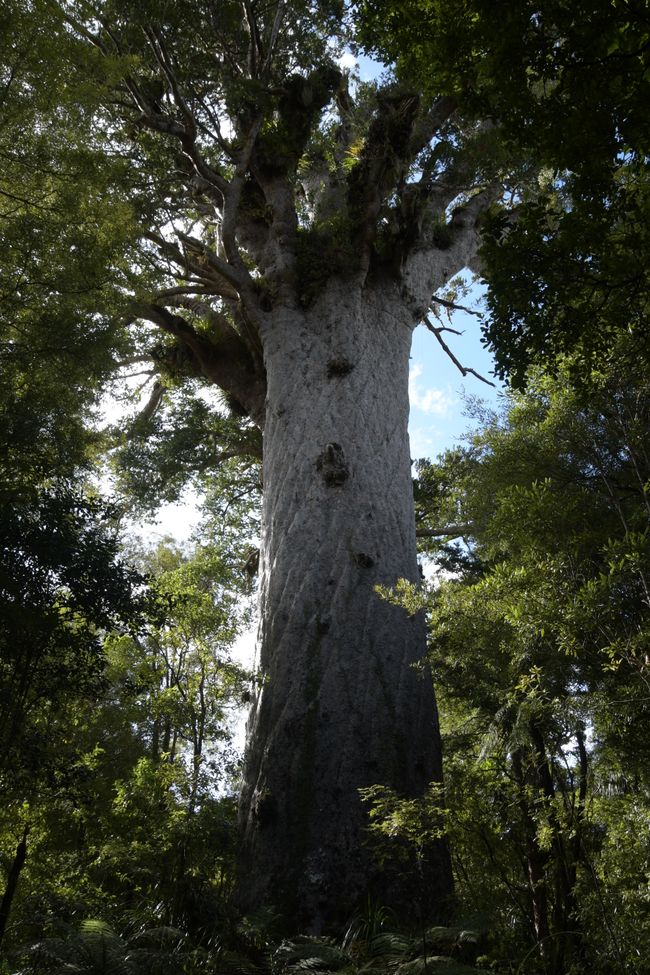 Waipoua Kauri Forest - Tāne Mahuta (Der - nach Holz-Kubikmetern - größte lebende Kauri-Baum)