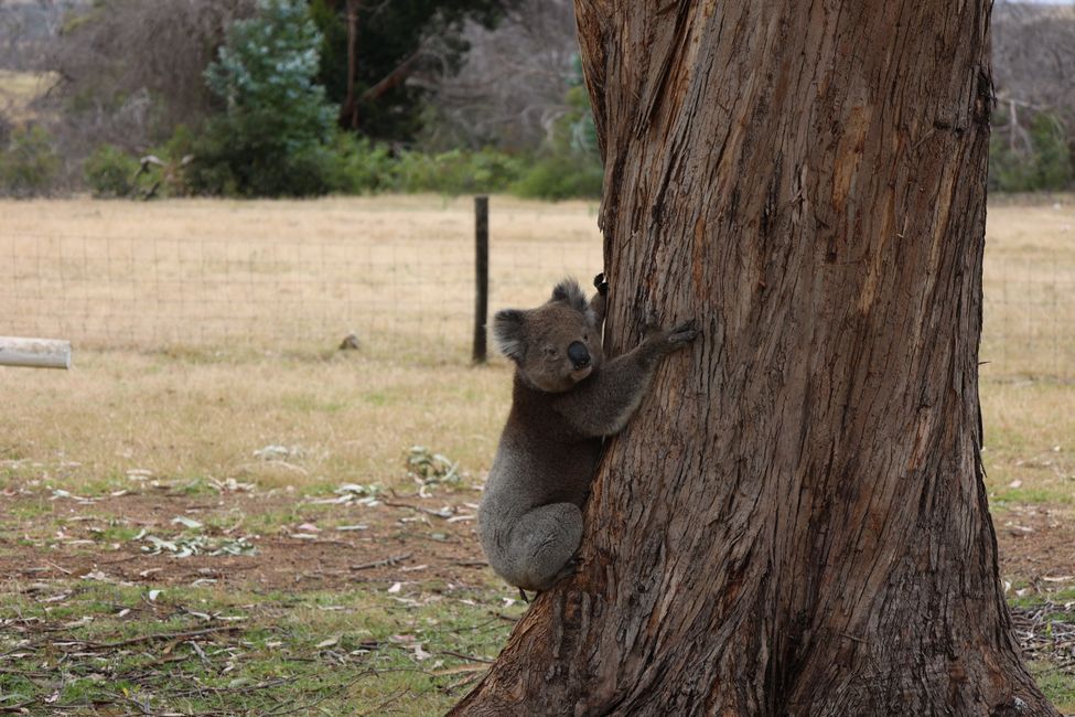 Koala dad leaves