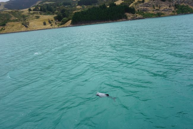 Hector Dolphin 