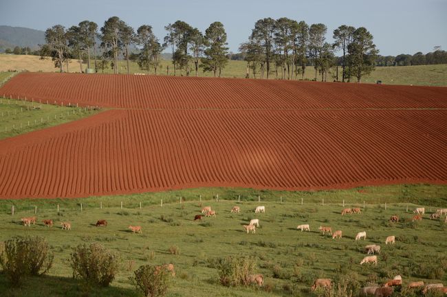The typical red soil
