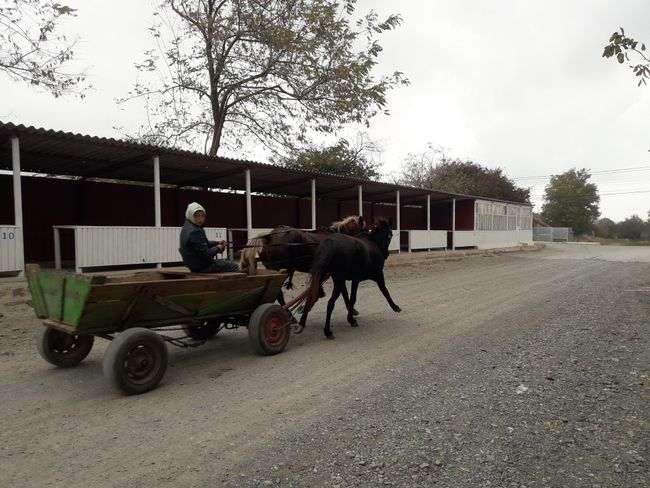 typical means of transportation in Dobruja