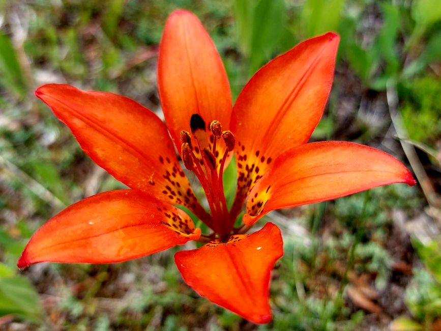 Western lily