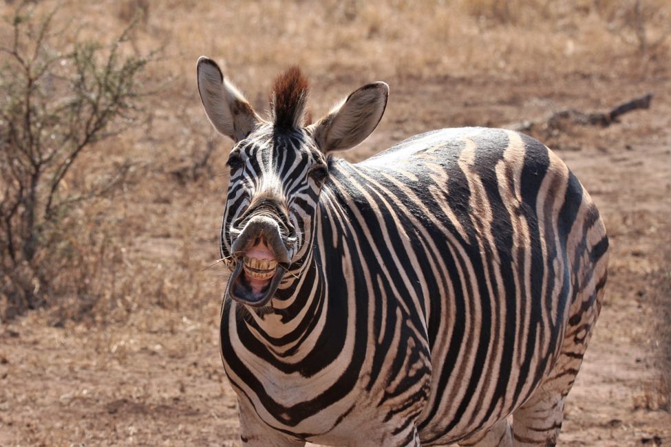 14 uru: Parque Nacional Kruger ukan thakhinjam sarañataki