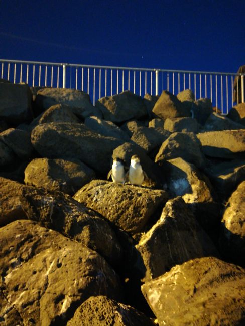Pinguine in freier Wildbahn am St. Kilder Pier