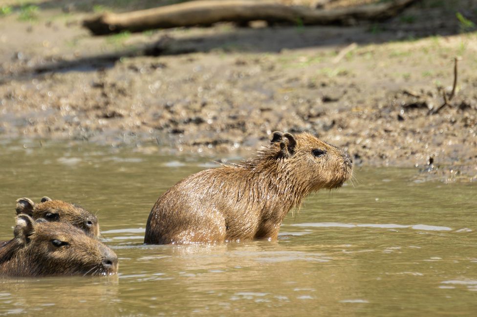Capybara-Baby