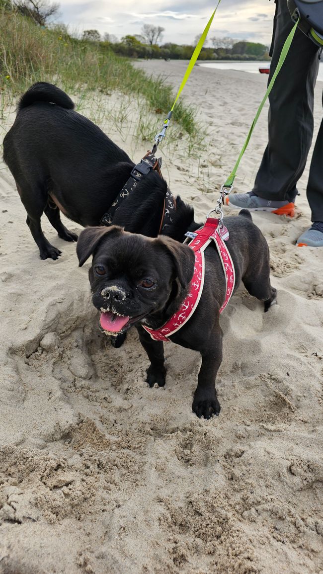 Pepe liebt Sand 