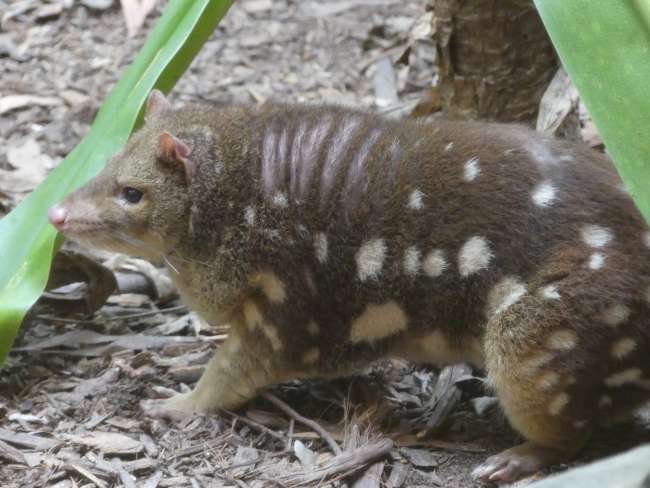 A chunkier quoll