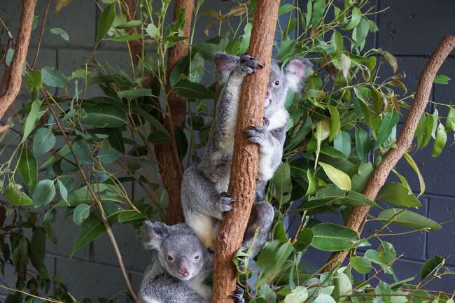 Koalas, Kängurus, Schafe