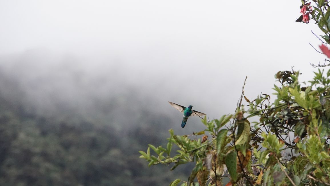 männlicher Kolibri im Nebelwald