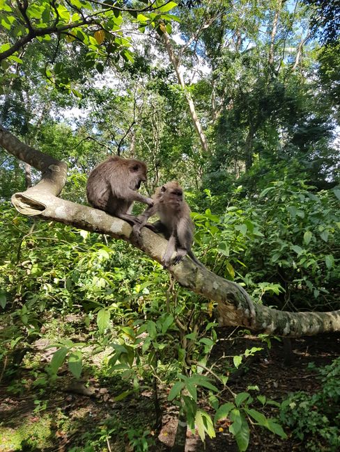 Sanctuary Monkey Forest Ubud