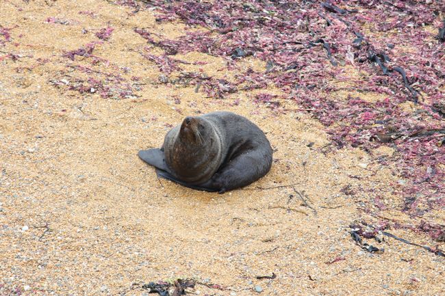 Seals at Katiki-Point