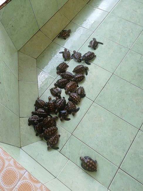 Baby turtle rescue center