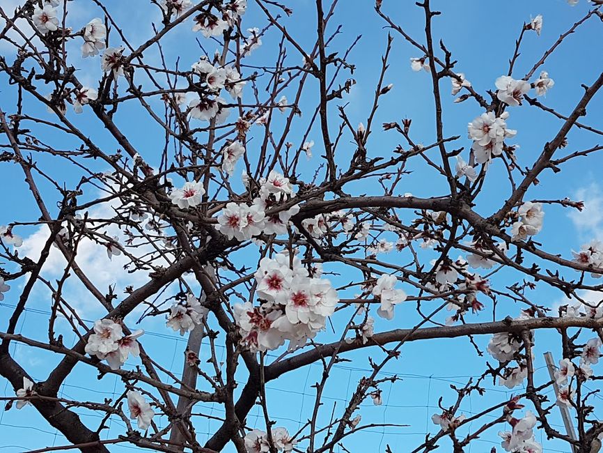 First almond blossom