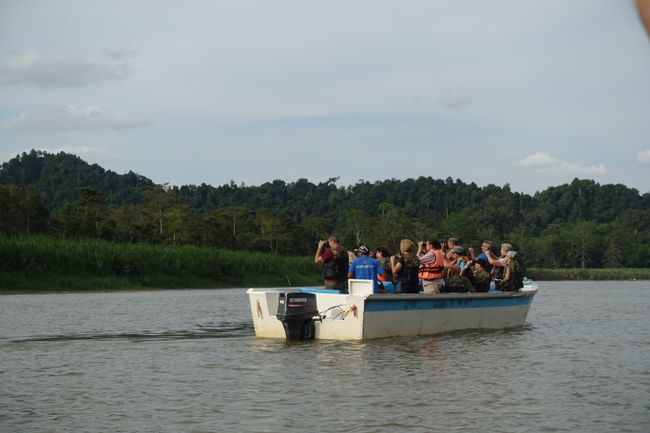Kinabatang River  (Borneo Teil 2)
