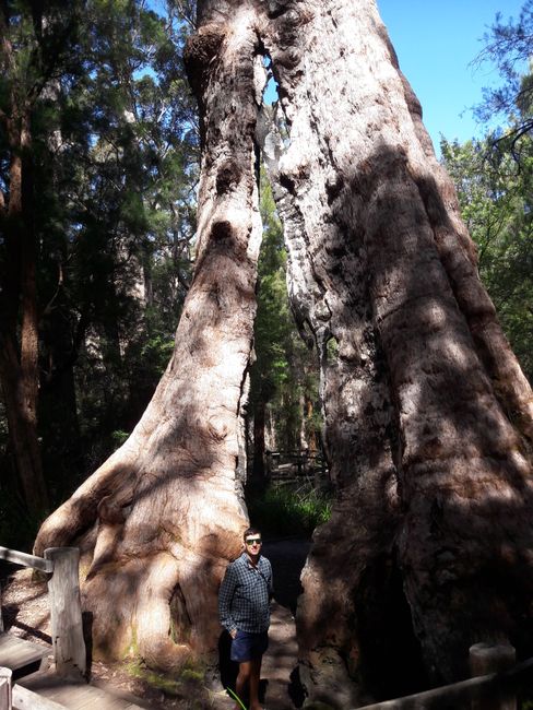 Giant Tingle Tree