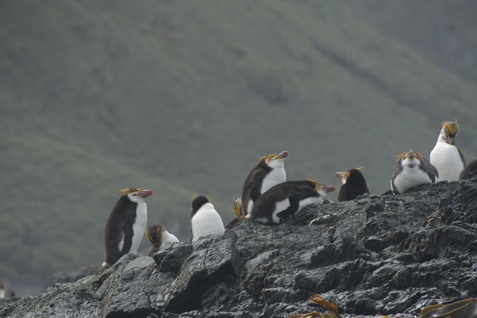 Subantarctic Islands - Macquarie Island - Rockhopper Penguins