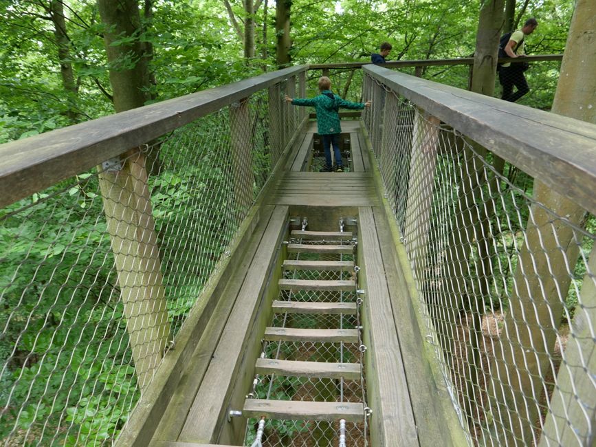 2022-June-Binz for hikers - Part 2 - Rügen Nature Heritage Center with treetop walkway