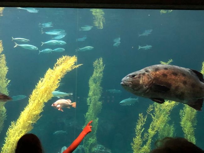 Day 12 - Monterey Bay Aquarium