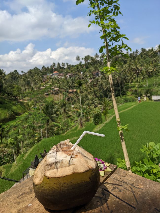 Fresh coconut with a view