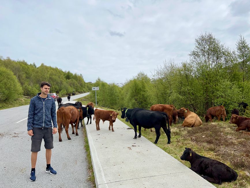 The cows make me a little uneasy