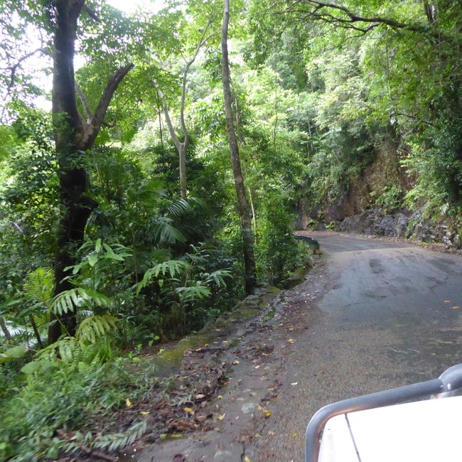 cruising through the Daintree Forest