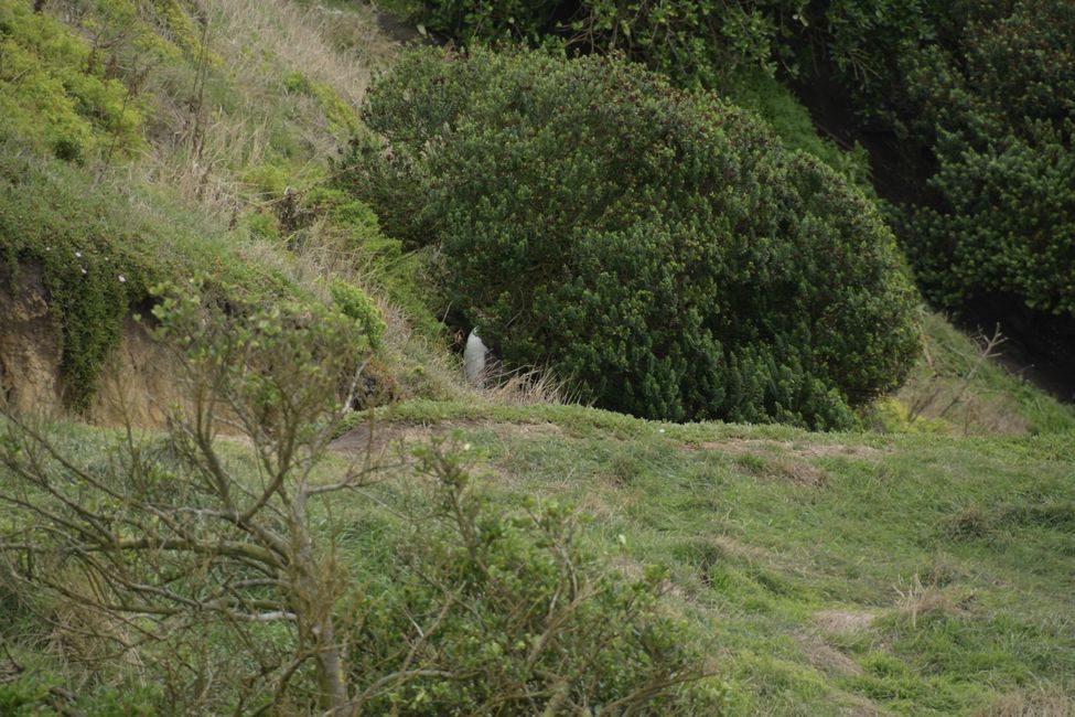 Moeraki - Katiki Point - Yellow-eyed penguin (head behind the bush, beak pointing up and to the left)