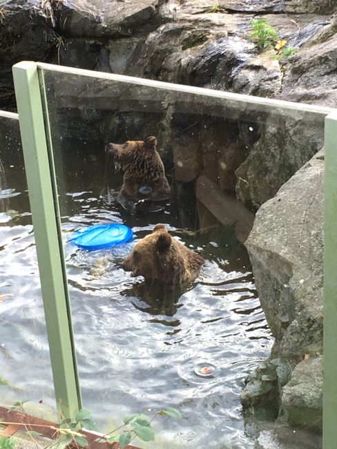 Schwimmende Bären