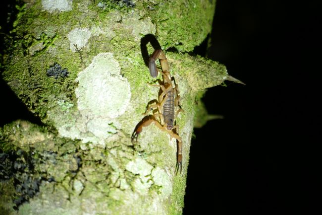 Bei einem Nachspaziergang in Monteverde sahen wir viele nachtaktive Tiere, wie den kleinen Skorpion, der unter Schwarzlicht sogar leuchtet. 