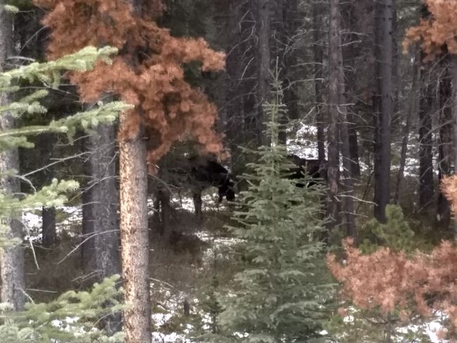 first moose sighting!