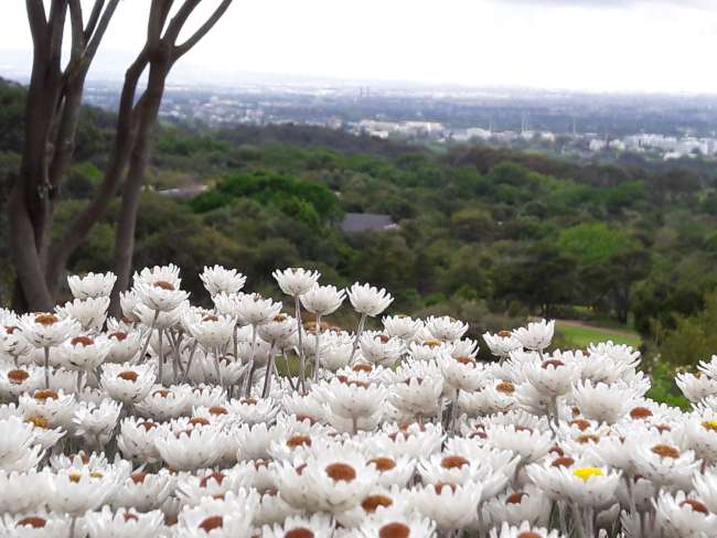 Jardí Botànic - Kirstenbosch