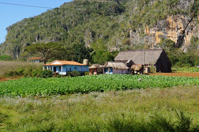 In the tobacco fields of the world - pure nature in Viñales!