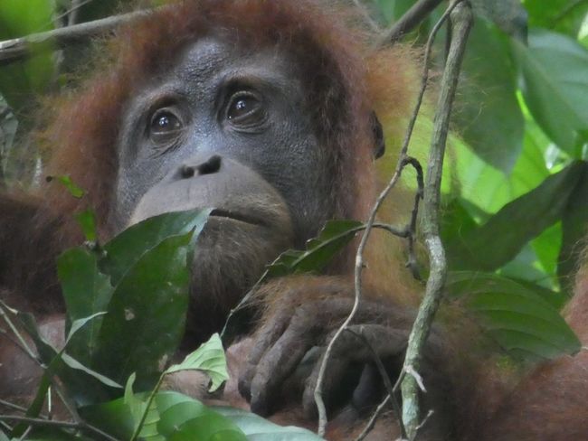 Indonesia: Welcome to Sumatra - visiting the Orangutans